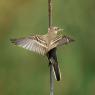 Cutrettola - Western yellow Wagtail (Motacilla flava)