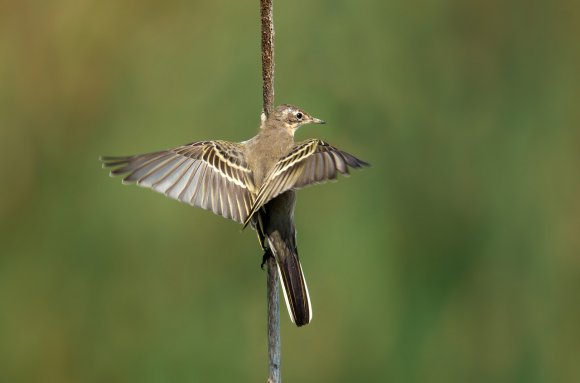 Cutrettola - Western yellow Wagtail (Motacilla flava)