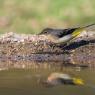 Ballerina gialla - Grey wagtail (Motacilla cinerea)