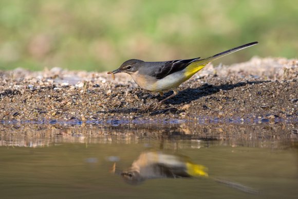 Ballerina gialla - Grey wagtail (Motacilla cinerea)