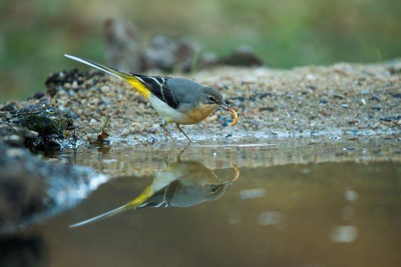 Ballerina gialla - Grey wagtail (Motacilla cinerea)