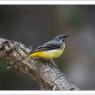 Ballerina gialla - Grey wagtail (Motacilla cinerea)