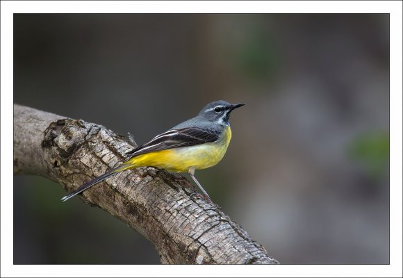 Ballerina gialla - Grey wagtail (Motacilla cinerea)