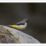 Ballerina gialla - Grey wagtail (Motacilla cinerea)