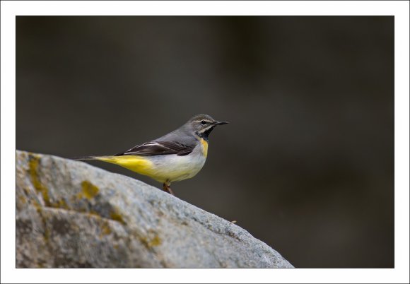 Ballerina gialla - Grey wagtail (Motacilla cinerea)