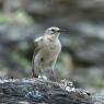 Ballerina gialla - Grey wagtail (Motacilla cinerea)