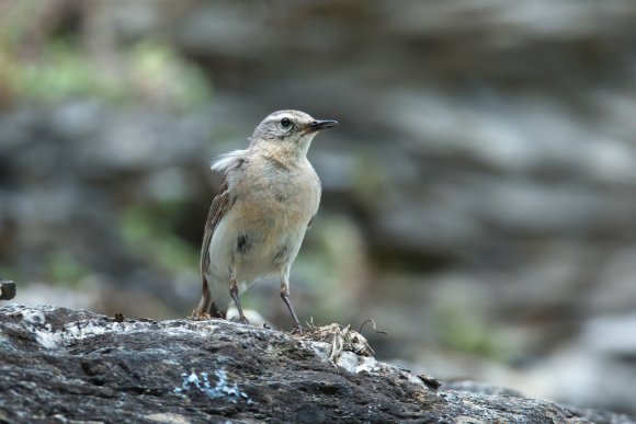 Ballerina gialla - Grey wagtail (Motacilla cinerea)