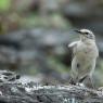 Ballerina gialla - Grey wagtail (Motacilla cinerea)