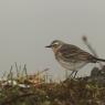 Spioncello - Water pipit (Anthus spinoletta)