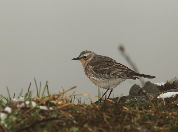 Spioncello - Water pipit (Anthus spinoletta)