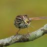 Vesper sparrow (Pooecetes gramineus)