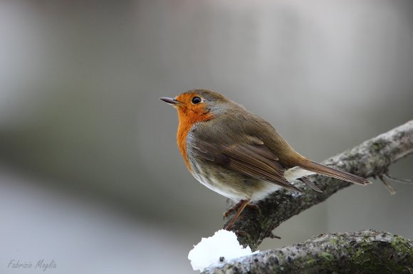 Pettirosso - European Robin (Erithacus rubecula)