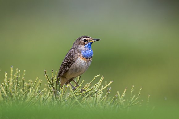 Pettazzurro occidentale - Bluethroat (luscinia cyanecula)