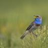 Pettazzurro occidentale - Bluethroat (luscinia cyanecula)