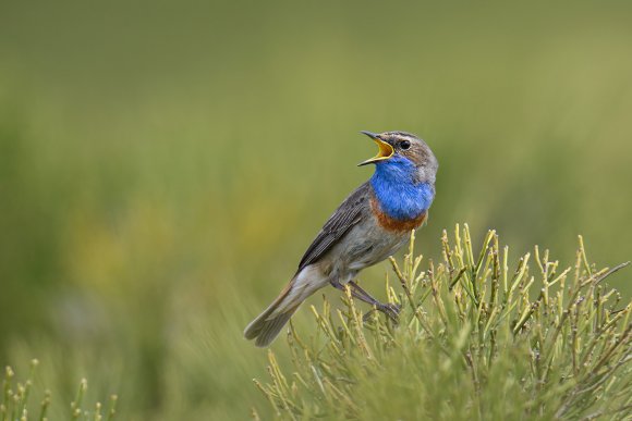 Pettazzurro occidentale - Bluethroat (luscinia cyanecula)