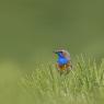 Pettazzurro occidentale - Bluethroat (luscinia cyanecula)