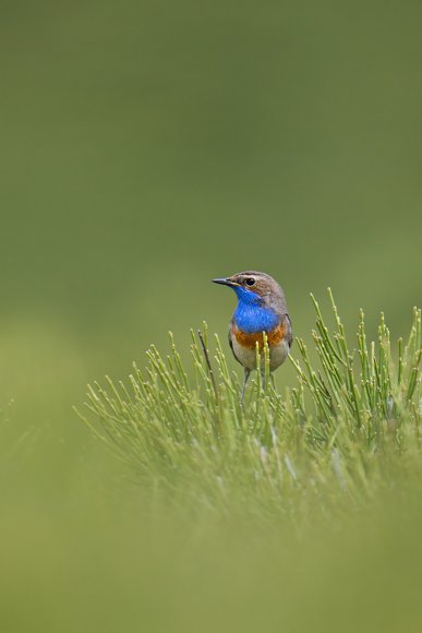 Pettazzurro occidentale - Bluethroat (luscinia cyanecula)