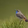 Pettazzurro occidentale - Bluethroat (luscinia cyanecula)