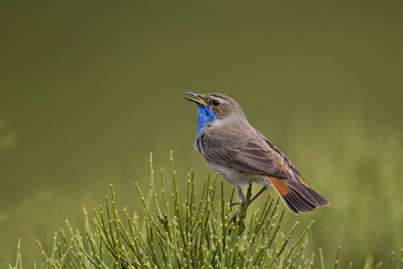 Pettazzurro occidentale - Bluethroat (luscinia cyanecula)