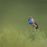 Pettazzurro occidentale - Bluethroat (luscinia cyanecula)