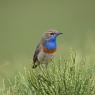 Pettazzurro occidentale - Bluethroat (luscinia cyanecula)