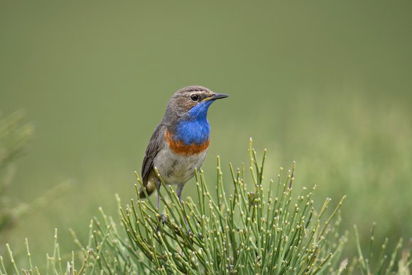 Pettazzurro occidentale - Bluethroat (luscinia cyanecula)