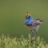 Pettazzurro occidentale - Bluethroat (luscinia cyanecula)