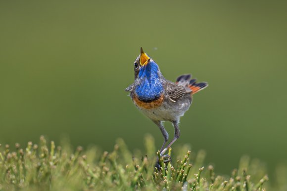 Pettazzurro occidentale - Bluethroat (luscinia cyanecula)