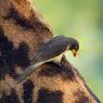 Red billed oxpecker - Bufaga becco rosso