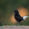 Monachella nera - Black wheatear (Oenanthe leucura)