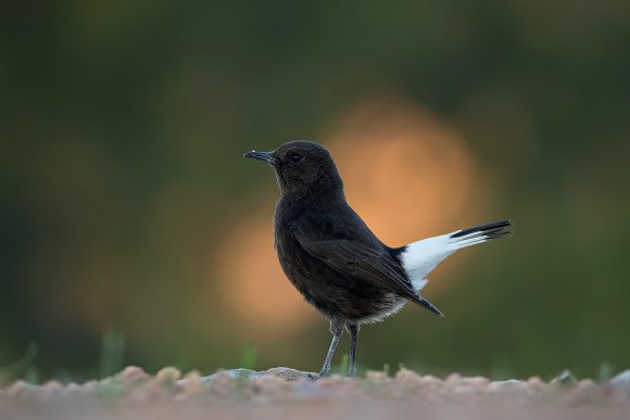 Monachella nera - Black wheatear (Oenanthe leucura)