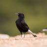 Monachella nera - Black wheatear (Oenanthe leucura)