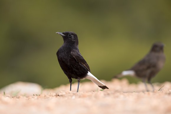 Monachella nera - Black wheatear (Oenanthe leucura)