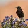 Monachella nera - Black wheatear (Oenanthe leucura)