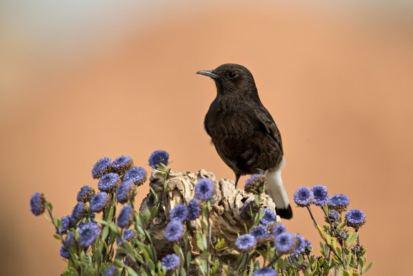 Monachella nera - Black wheatear (Oenanthe leucura)