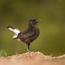 Monachella nera - Black wheatear (Oenanthe leucura)