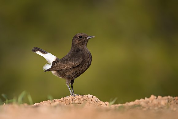 Monachella nera - Black wheatear (Oenanthe leucura)