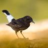 Monachella nera - Black wheatear (Oenanthe leucura)