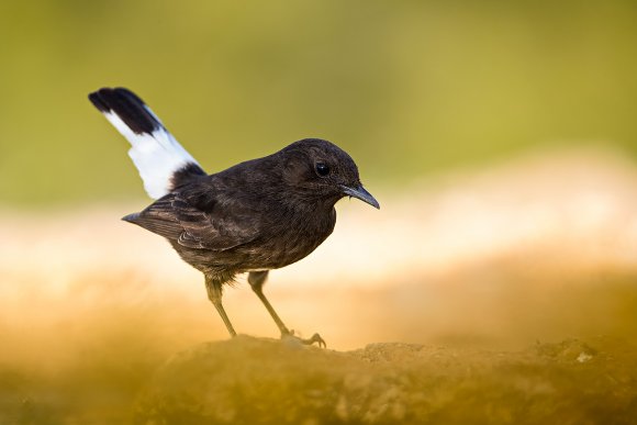 Monachella nera - Black wheatear (Oenanthe leucura)