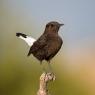 Monachella nera - Black wheatear (Oenanthe leucura)