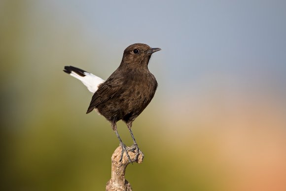 Monachella nera - Black wheatear (Oenanthe leucura)