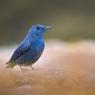 Passero solitario - Blue rock thrush (Monticola solitarius)