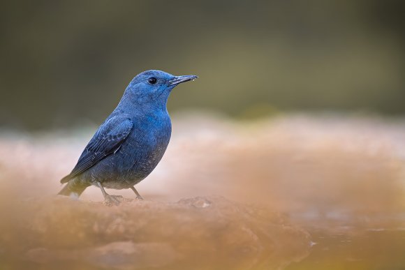 Passero solitario - Blue rock thrush (Monticola solitarius)