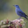 Passero solitario - Blue rock thrush (Monticola solitarius)