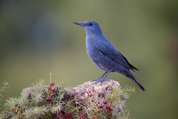 Passero solitario - Blue rock thrush (Monticola solitarius)