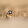 Pettazzurro - Bluethroat (Luscinia svecica)