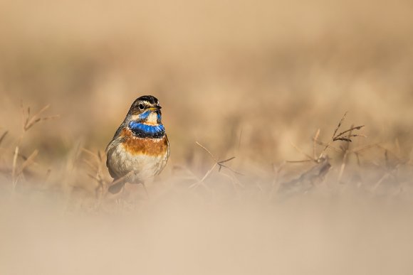 Pettazzurro - Bluethroat (Luscinia svecica)