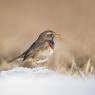 Pettazzurro - Bluethroat (Luscinia svecica)