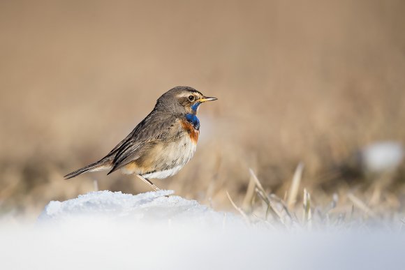 Pettazzurro - Bluethroat (Luscinia svecica)