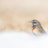 Pettazzurro - Bluethroat (Luscinia svecica)